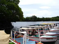 mangroven la restinga